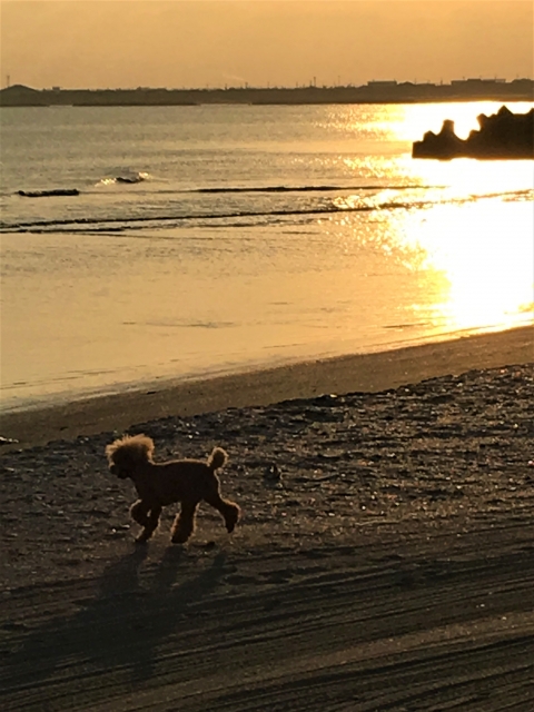 犬に優しい九十九里のビーチ選び