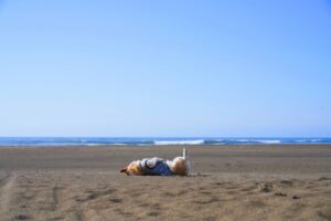 夏の犬連れ九十九里小旅行：熱中症対策と愛犬と楽しむビーチ活用術