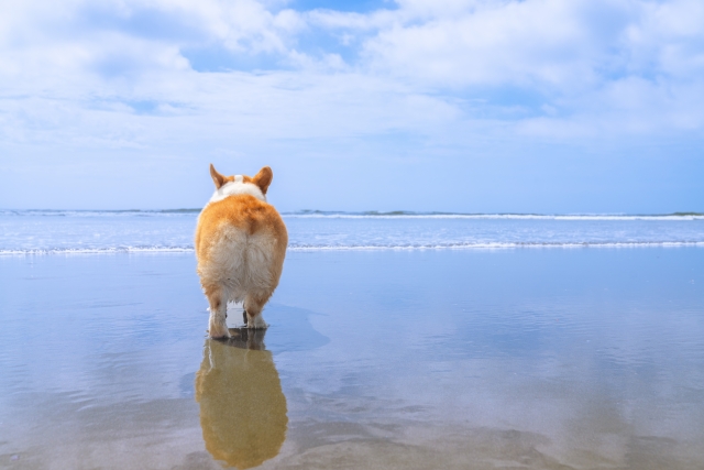 九十九里浜で愛犬と楽しむアクティビティ